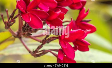 Bunch of red frangipani plumeria flowers on sunny day, close up. Stock Photo