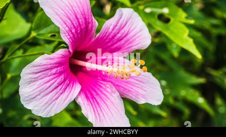 Hibiscus rosa-sinensis beautiful bright coloured tropical flower. Stock Photo