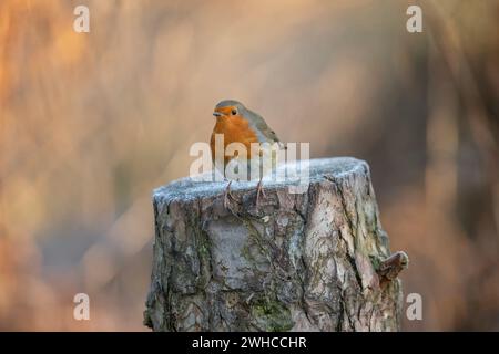 Robin on a frost covered tree stump Stock Photo