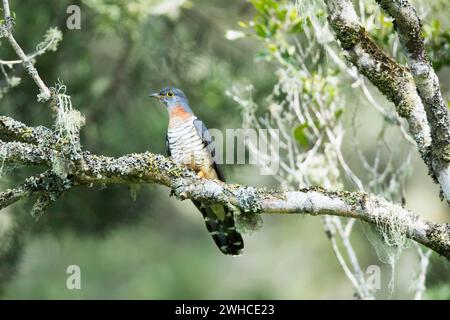 Africa, Garden Route, Red-chested Cuckoo, Cuculus solitarius, South Africa, Western Cape Province, bush, nature, Beauty in nature Stock Photo
