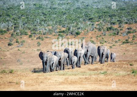 South Africa, Eastern Cape Province, Addo Elephant National Park, elephants, Loxodonta africana, bush, National Park, Herd, Big 5, Big 5 animal, Walking Stock Photo