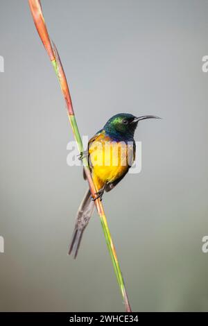 South Africa, Western Cape Province, Swartberg Pass, Orange-breasted Sunbird, Anthobaphes violacea, Endemic species to South Africa, Nature Reserve, Stock Photo