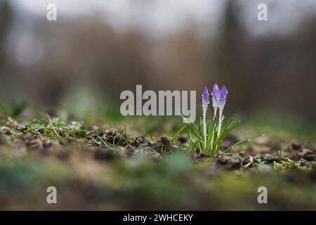 Blooming purple crocuses in the rain, raindrops on the flowers, perspective close to the ground, dark colors Stock Photo