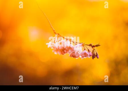 The pink Japanese ornamental cherry is in bloom at sunrise on a spring morning in Kassel Stock Photo