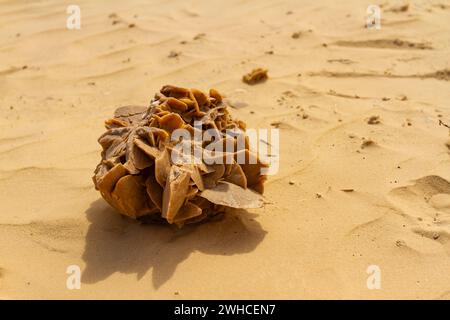 A large natural desert rose formation on the sand. Tunisia, Africa Stock Photo