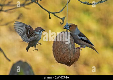 Hawfinch with food in beak sitting on food dish on the left and tree sparrow flying with open wings on the right Stock Photo