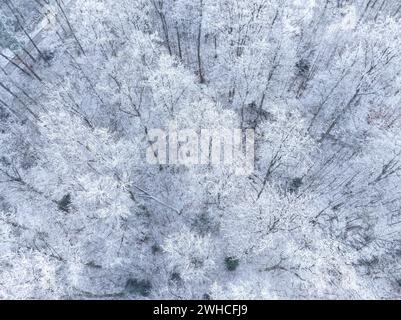 Snow-covered forest paths form a crossroads seen from the air, Gechingen, Black Forest, Germany Stock Photo