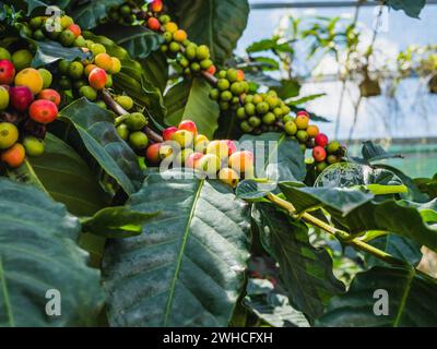 Coffee beans on coffee tree. Close up Fresh organic red coffee cherries, raw berries coffee beans on coffee tree plantation. Stock Photo