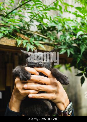 Emotions of joy throws a black cat up the green tree on a background. Hand holds a frightened black cat and lifts it up, she plays with it, the pet lo Stock Photo