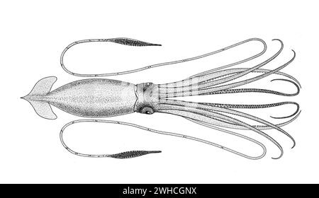 Squid tentacles not octopus Black and White Stock Photos & Images - Alamy