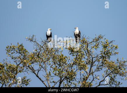 Two Lesser Spotted Eagles (Haliaeetus vocifer) perched in a tree against a blue sky, adult and juvenile bird, Kruger National Park, South Africa Stock Photo