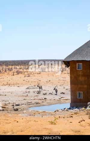 Two gemsbok (Oryx gazella) in dry savannah with orange-coloured sand, at the Olifantsrus waterhole with viewing tower, Etosha National Park, Namibia Stock Photo