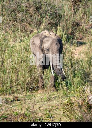 African elephant (Loxodonta africana), feeding on the banks of the Sabie River, Kruger National Park, South Africa Stock Photo