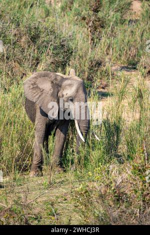 African elephant (Loxodonta africana), feeding on the banks of the Sabie River, Kruger National Park, South Africa Stock Photo