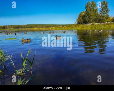 Floating ducks, summer landscape on the river, lots of greenery and trees Stock Photo