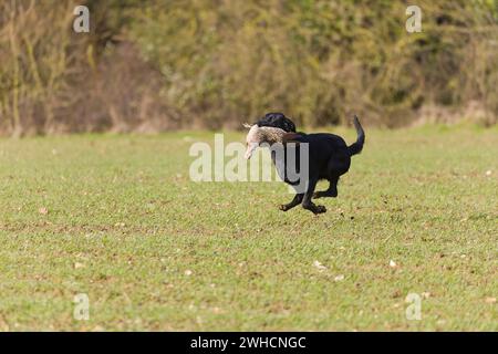 Labrador retriever running across field with Common pheasant Phasianus colchicus, adult female in mouth during game shoot, Suffolk, England, January Stock Photo