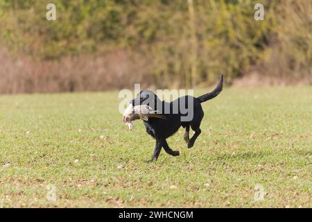 Labrador retriever running across field with Common pheasant Phasianus colchicus, adult female in mouth during game shoot, Suffolk, England, January Stock Photo