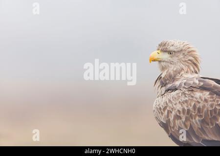 White-tailed eagle Haliaeetus albicilla, adult portrait, Hortobagy, Hungary, February Stock Photo