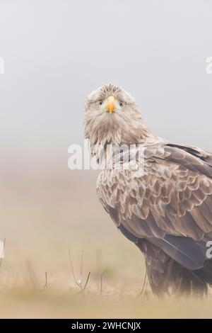 White-tailed eagle Haliaeetus albicilla, adult standing on grassland, Hortobagy, Hungary, February Stock Photo