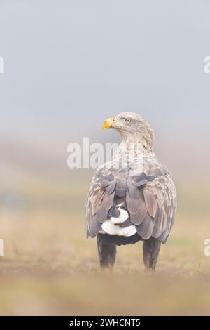 White-tailed eagle Haliaeetus albicilla, adult standing on grassland, Hortobagy, Hungary, February Stock Photo