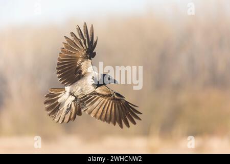 Hooded crow Corvus cornix, adult flying, Hortobagy, Hungary, February Stock Photo