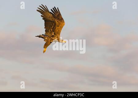 White-tailed eagle Haliaeetus albicilla, juvenile flying, Hortobagy, Hungary, February Stock Photo
