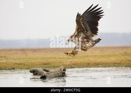 White-tailed eagle Haliaeetus albicilla, juvenile flying, landing on log in pond, Hortobagy, Hungary, February Stock Photo