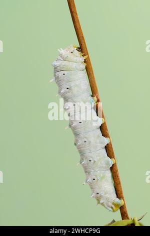 Tree of God moth or Ailanthus moth (Samia cynthia), caterpillar Stock ...