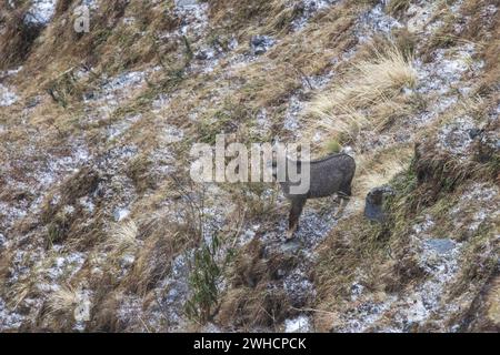 Himalayan brown goral, Nemorhaedus goral, goat herd , wild goat, Zuluk, Sikkim, India Stock Photo