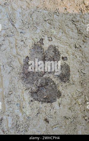 Wolf (Canis lupus), paw print in mud, Banff National Park, Alberta, Canada Stock Photo