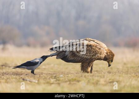 Hooded crow Corvus cornix, adult pulling at tail of White-tailed eagle Haliaeetus albicilla, juvenile, Hortobagy, Hungary, February Stock Photo