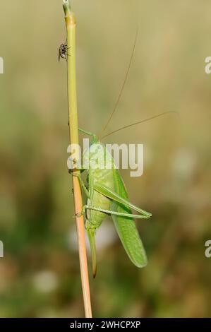 Green haymaker (Tettigonia viridissima), female, North Rhine-Westphalia, Germany Stock Photo