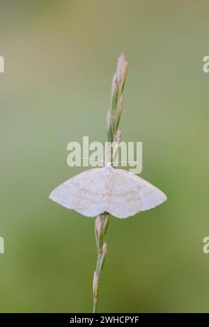 common white wave moth (Cabera pusaria), female, North Rhine-Westphalia, Germany Stock Photo