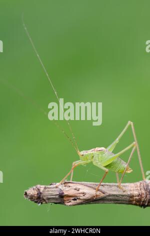 Dotted grasshopper (Leptophyes punctatissima), male, North Rhine-Westphalia, Germany Stock Photo