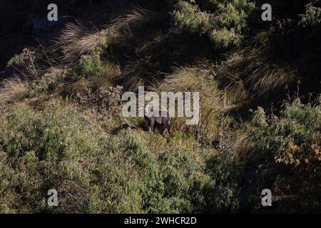 Himalayan brown goral, Nemorhaedus goral, goat herd , wild goat, Zuluk, Sikkim, India Stock Photo