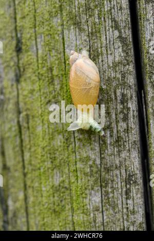 Common amber snail (Succinea putris) infested by the sucking worm (Leucochloridium paradoxum), North Rhine-Westphalia, Germany Stock Photo