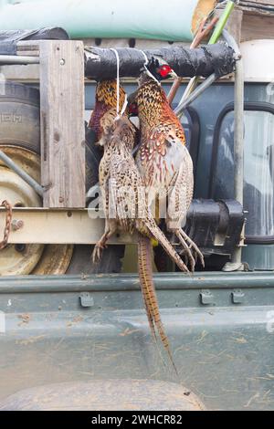 Common pheasant Phasianus colchicus, 3 deceased adult males and female hanging on Land Rover during game shoot , Suffolk, England, January Stock Photo