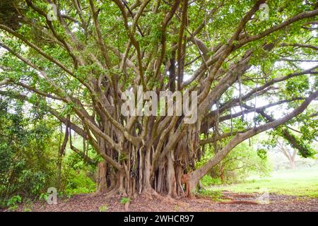 Ficus chirindensis fig tree in Zimbabwe Stock Photo