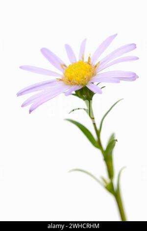 Smooth-leaved aster (Aster novi-belgii), flower Stock Photo