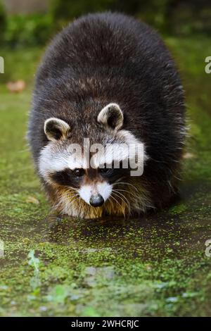 Raccoon (Procyon lotor) foraging in the water, North Rhine-Westphalia, Germany Stock Photo