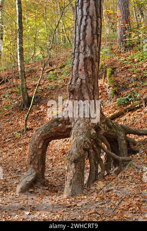 Scots pine (Pinus sylvestris) roots Stock Photo - Alamy