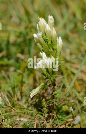 German fringed gentian or German wreath gentian (Gentianella germanica), white-flowered, Bavaria, Germany Stock Photo