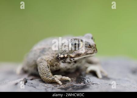 Natterjack toad (Epidalea calamita, Bufo calamita), North Rhine-Westphalia, Germany Stock Photo