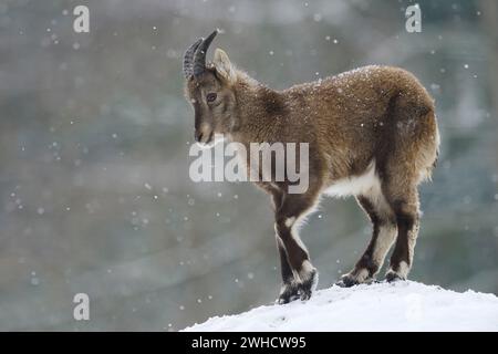 Alpine ibex (Capra ibex), young animal in winter, Germany Stock Photo