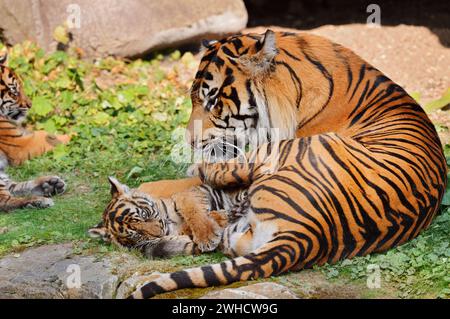 Sumatran tiger (Panthera tigris sumatrae), male with cubs, occurring on Sumatra Stock Photo