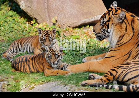 Sumatran tiger (Panthera tigris sumatrae), male with cubs, occurring on Sumatra Stock Photo