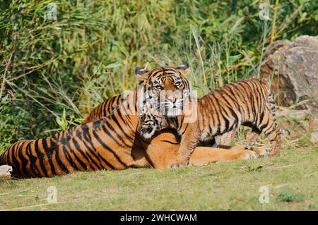 Sumatran tiger (Panthera tigris sumatrae), female with cub, occurring on Sumatra Stock Photo