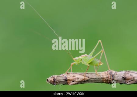Dotted grasshopper (Leptophyes punctatissima), male, North Rhine-Westphalia, Germany Stock Photo