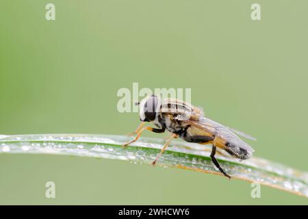 Large marsh hoverfly (Helophilus trivittatus), North Rhine-Westphalia, Germany Stock Photo