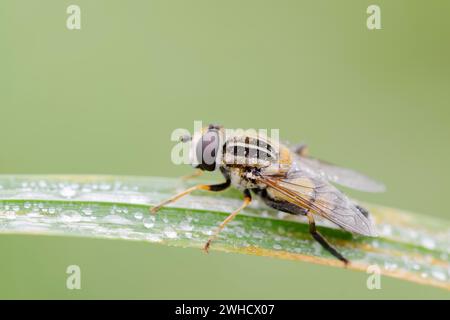 Large marsh hoverfly (Helophilus trivittatus), North Rhine-Westphalia, Germany Stock Photo